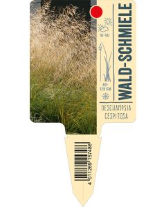 Deschampsiacespitosa, Bildstecketikett VS: