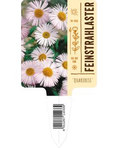 Erigeron Hybr. 'Quakeress', Bildstecketikett VS: