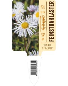 Erigeron Hybride 'Sommerneuschnee', Bildstecketikett VS: