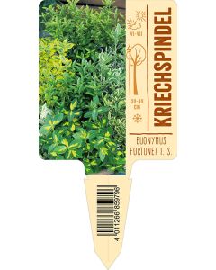 Euonymus fortunei Mischung, Bildstecketikett VS: