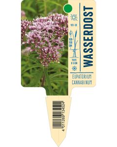 Eupatoriumcannabinum, Bildstecketikett VS: