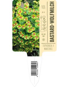 Euphorbia x martinii, Bildstecketikett VS: