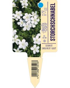 Geranium sanguineum 'Album', Bildstecketikett VS: