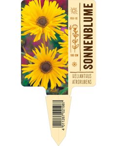 Bildstecketikett, Helianthus atrorubens VS: