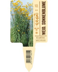 Helianthus salicifolius, Bildstecketikett VS: