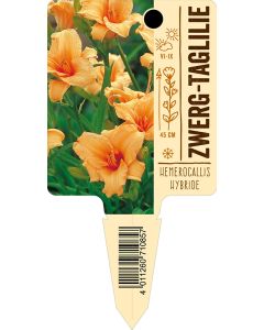 Hemerocallis Hybride, Bildstecketikett VS: