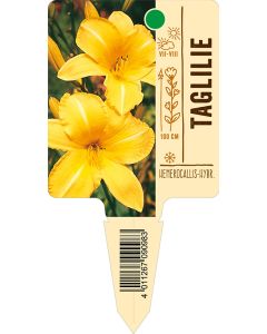 Hemerocallis-Hybride, Bildstecketikett VS: