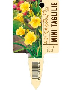 ?Stellad'Oro', Bildstecketikett VS: