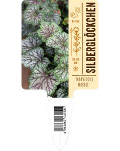 Heuchera micrantha 'Marvelous Marble', Bildstecketikett VS: