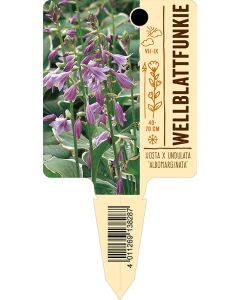 Hosta x undulata 'Albomarginata', Bildstecketikett VS: