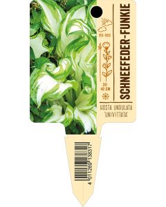 Hosta undulata 'Univittata', Bildstecketikett VS: