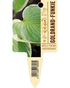 Hosta x fortunei 'Aureo-marginata', Bildstecketikett VS: