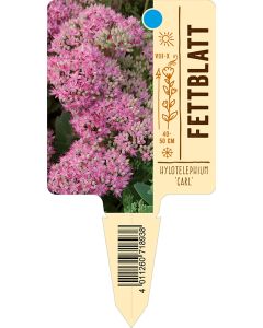 Sedum spectabile 'Carl', Bildstecketikett VS: