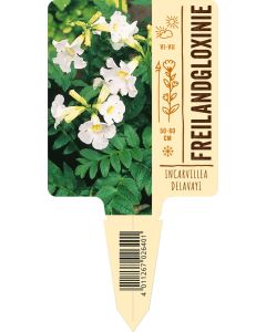 Incarvillea delavayi 'Alba', Bildstecketikett VS: