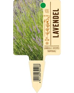 Lavandula x intermedia 'Grappenhall', Bildstecketikett VS: