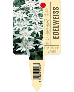 Leontopodiumalpinum, Bildstecketikett VS: