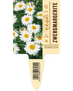 Leucanthemum max. 'Silberprinzesschen', Bildstecketikett VS: