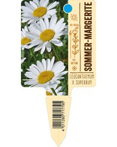 Leucanthemum x superbum, Bildstecketikett VS: