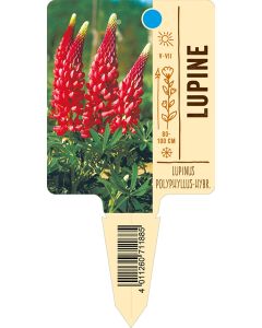 LupinusPolyphyllus-Hybride, Bildstecketikett VS: