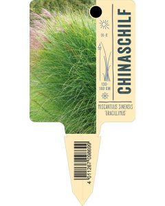 Miscanthus sinensis 'Gracillimus', Bildstecketikett VS: