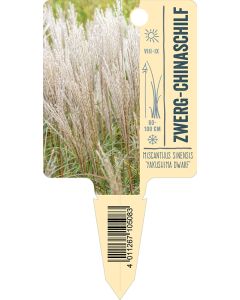 Miscanthus sinensis 'Yakushima Dwarf', Bildstecketikett VS: