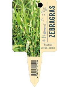 Miscanthus sinensis 'Zebrinus', Bildstecketikett VS: