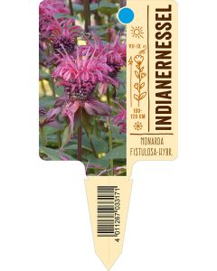 MonardaFistulosa-Hybride, Bildstecketikett VS: