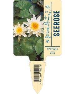 Bildstecketikett, Nymphaea alba VS: