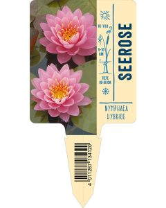 Nymphaea Hybride, Bildstecketikett VS: