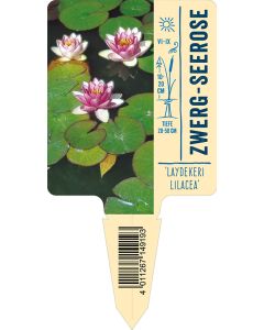 Nymphaea Hybride 'Laydekeri Lilacina', Bildstecketikett VS: