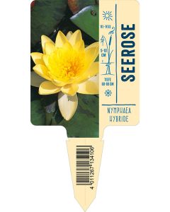 Bildstecketikett, Nymphaea Hybride VS:
