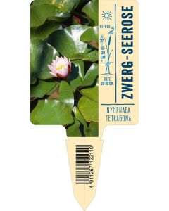 Nymphaea tetragona, Bildstecketikett VS: