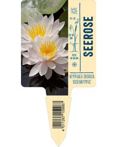 Bildstecketikett, Nymphaea odorata 'Rosennymphe' VS: