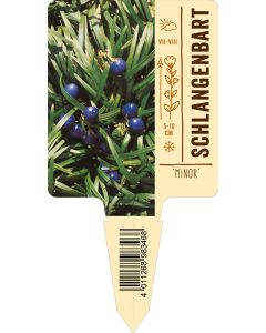 Ophiopogon japonicus 'Minor', Bildstecketikett VS: