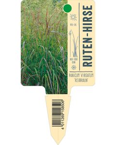 Panicum virgatum 'Rehbraun', Bildstecketikett VS: