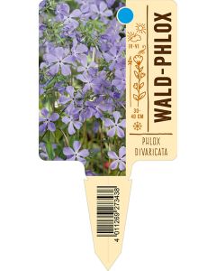 Phloxdivaricata, Bildstecketikett VS: