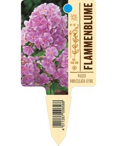 PhloxPaniculata-Hybride, Bildstecketikett VS: