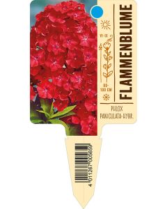 PhloxPaniculata-Hybride, Bildstecketikett VS: