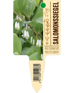 Polygonatummultiflorum, Bildstecketikett VS: