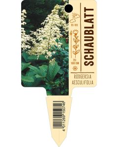 Rodgersiaaesculifolia, Bildstecketikett VS: