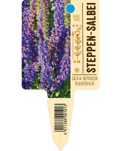Salvia nemorosa 'Blauk?nigin', Bildstecketikett VS: