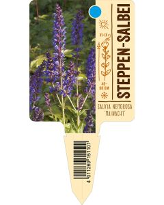 Salvia nemorosa, Bildstecketikett VS: