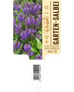 Salvia nemorosa 'Marcus'®, Bildstecketikett VS: