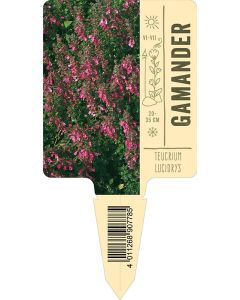 Bildstecketikett, Teucrium lucidrys VS: