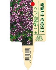 Thymus x citriodorus 'Doone Valley', Bildstecketikett VS: