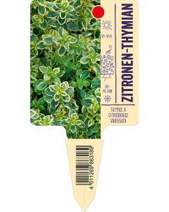 Thymus x citriodorus 'Variegatus', Bildstecketikett VS: