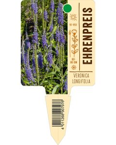 Veronicalongifolia, Bildstecketikett VS:
