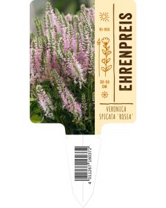 Veronica spicata 'Rosea', Bildstecketikett VS: