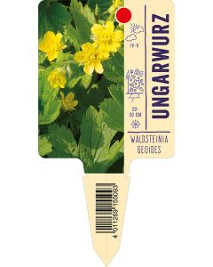 Waldsteiniageoides, Bildstecketikett VS: