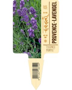 Lavandula angust. 'Essence Purple', Bildstecketikett VS